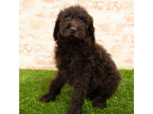 Goldendoodle DOG Male Chocolate 1642 Petland Lancaster, Ohio