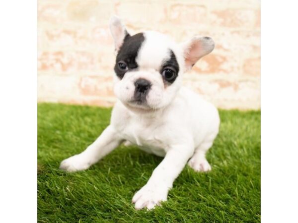 French Bulldog DOG Female Black / White 1644 Petland Lancaster, Ohio