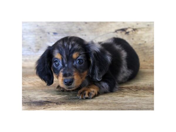 Dachshund DOG Male Black / Tan 1645 Petland Lancaster, Ohio