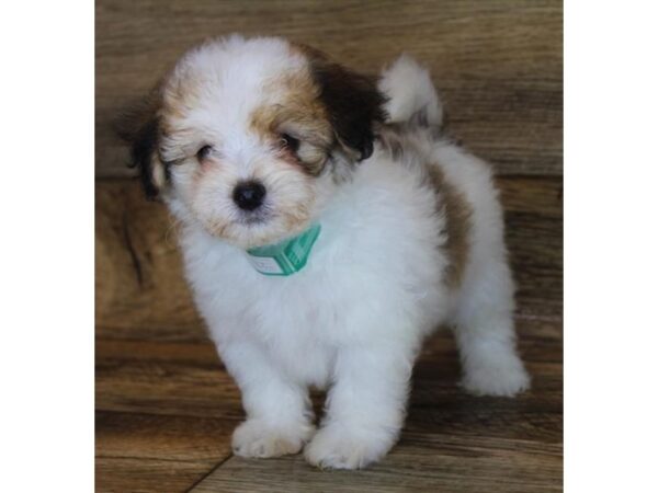 Lhasapoo DOG Male Red Sable 1647 Petland Lancaster, Ohio