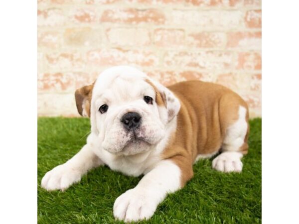 English Bulldog-DOG-Male-Fawn-1652-Petland Lancaster, Ohio