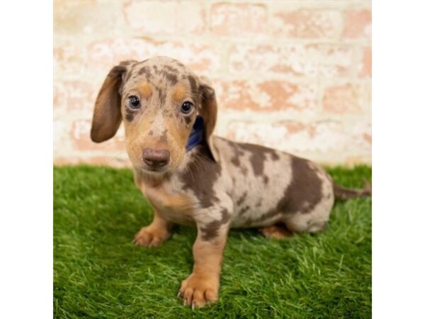 Dachshund DOG Male Chocolate 1653 Petland Lancaster, Ohio