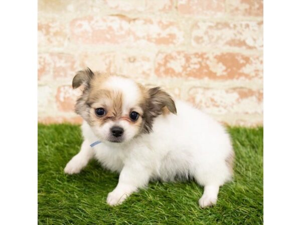 Chihuahua DOG Male Fawn 1654 Petland Lancaster, Ohio