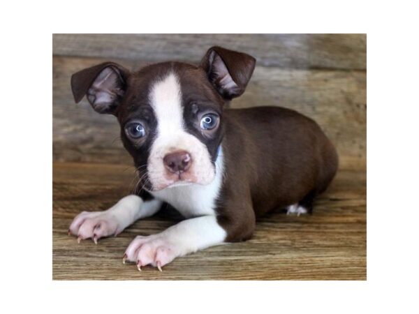 Boston Terrier DOG Male Seal / White 1659 Petland Lancaster, Ohio