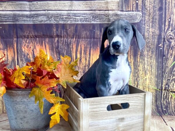 Great Dane DOG Female Blue 1649 Petland Lancaster, Ohio