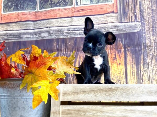 Frenchton DOG Male Blk 1650 Petland Lancaster, Ohio