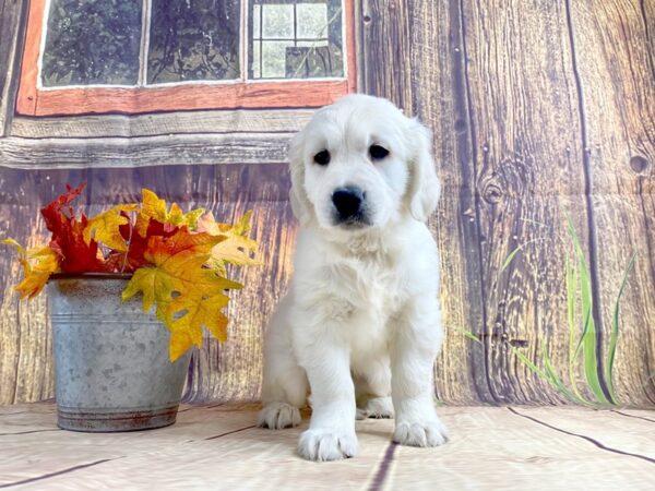 Golden Retriever DOG Male Light Golden 1651 Petland Lancaster, Ohio