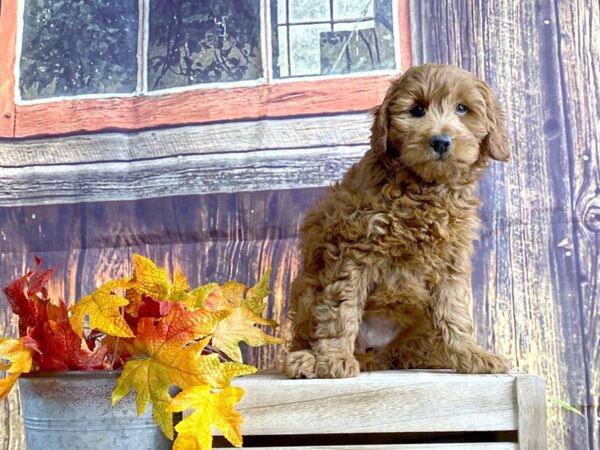 F1B Mini Goldendoodle DOG Female red 1655 Petland Lancaster, Ohio