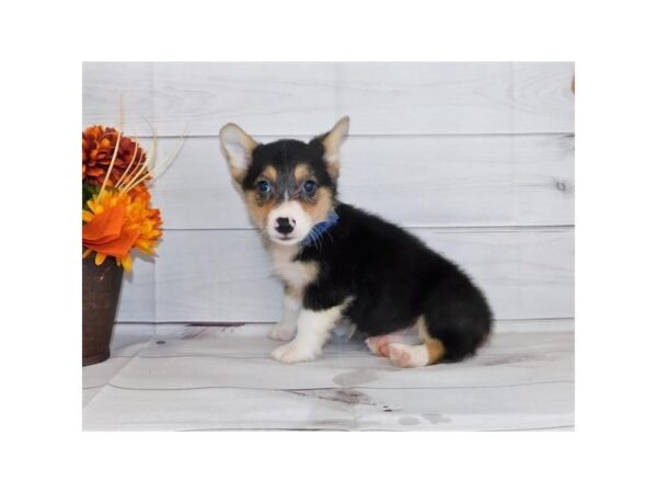 Pembroke Welsh Corgi DOG Male Black 1662 Petland Lancaster, Ohio