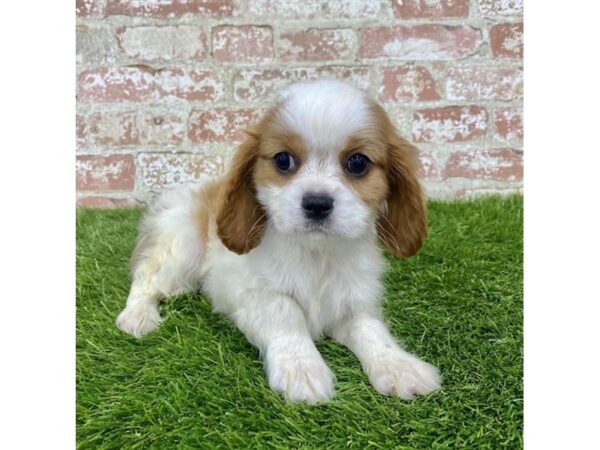 Cavalier King Charles Spaniel-DOG-Male-Blenheim-1663-Petland Lancaster, Ohio