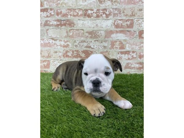 Bulldog DOG Female Bronze 1665 Petland Lancaster, Ohio