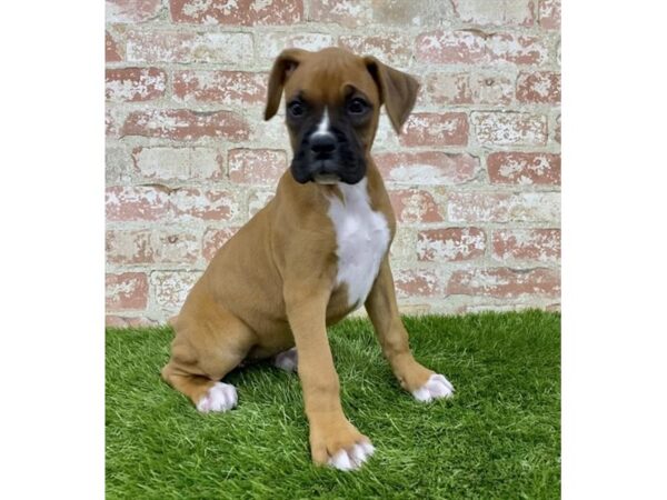 Boxer DOG Female Fawn 1666 Petland Lancaster, Ohio