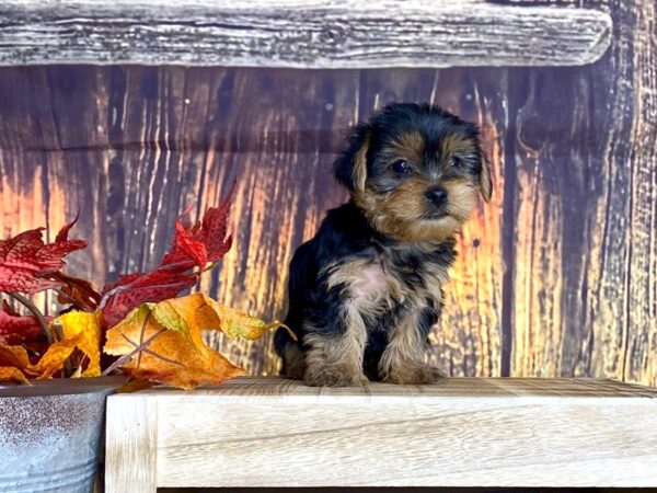 Yorkshire Terrier DOG Female blk & brwn 1670 Petland Lancaster, Ohio