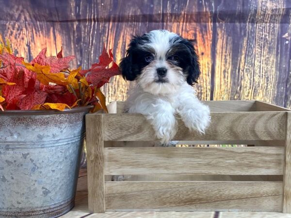 Cava Tzu-DOG-Male-TRI-1668-Petland Lancaster, Ohio