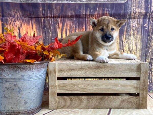 Shiba Inu DOG Female RED 1669 Petland Lancaster, Ohio