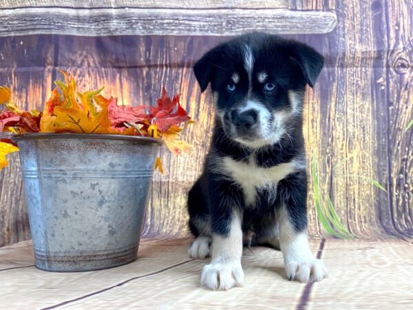 Pomsky DOG Male Blk/ Tri 1671 Petland Lancaster, Ohio