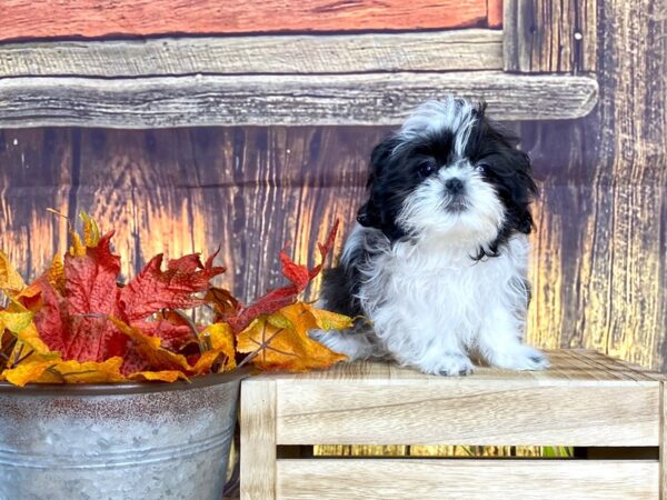 Shih Tzu DOG Female blk & wht 1678 Petland Lancaster, Ohio