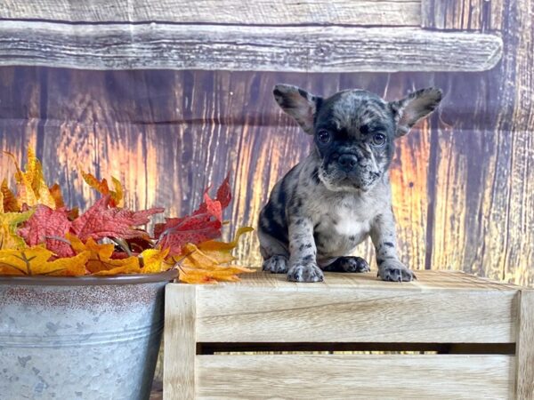 French Bulldog DOG Female blue merle 1675 Petland Lancaster, Ohio