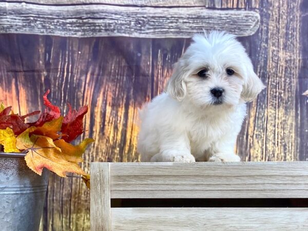 Teddy Bear-DOG-Female-white/cream-1674-Petland Lancaster, Ohio