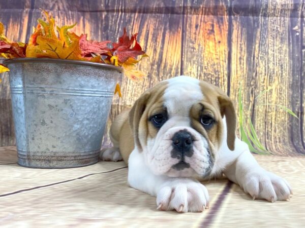 Victorian Bulldog DOG Female wht & tan 1677 Petland Lancaster, Ohio