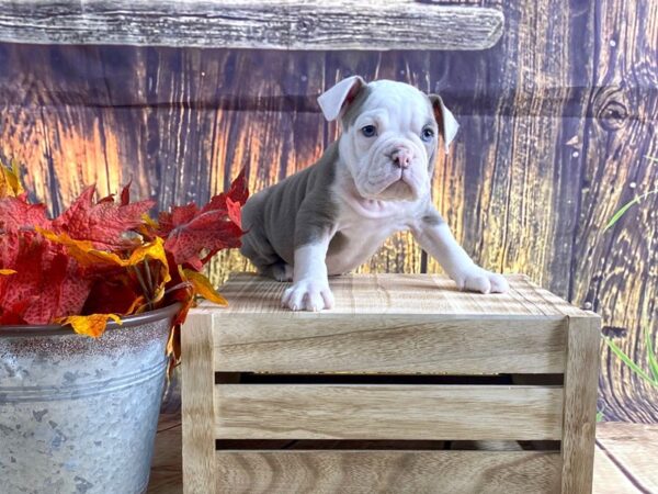 Old English Bulldog-DOG-Male-LILAC WHITE-1667-Petland Lancaster, Ohio