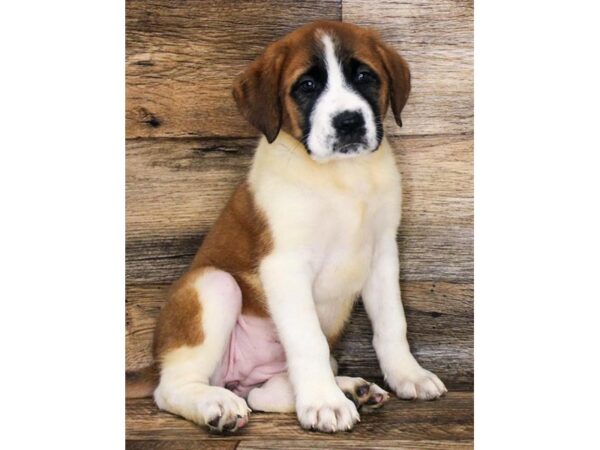 Saint Bernard DOG Female Mahogany / White 1679 Petland Lancaster, Ohio