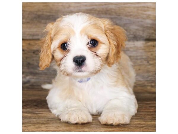 Cavachon-DOG-Female-Blenheim-1680-Petland Lancaster, Ohio