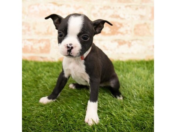 Boston Terrier DOG Female Black / White 1682 Petland Lancaster, Ohio