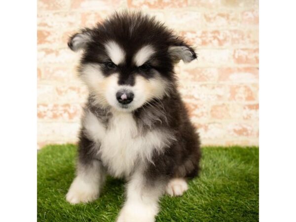 Alaskan Malamute DOG Male Black Tan / White 1688 Petland Lancaster, Ohio