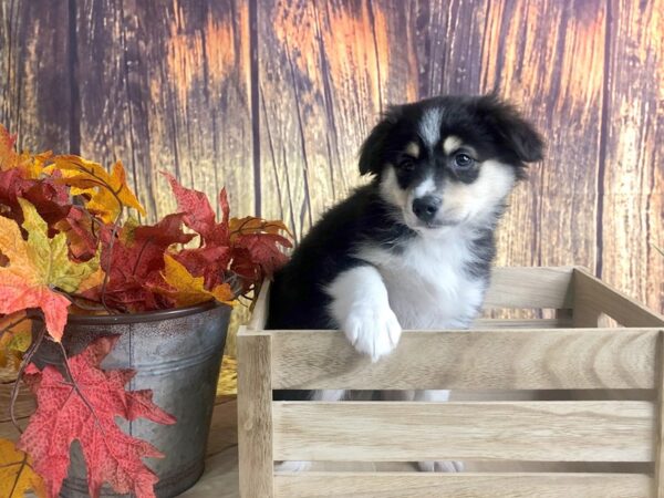 Aussiemo DOG Male Black Tri 1690 Petland Lancaster, Ohio