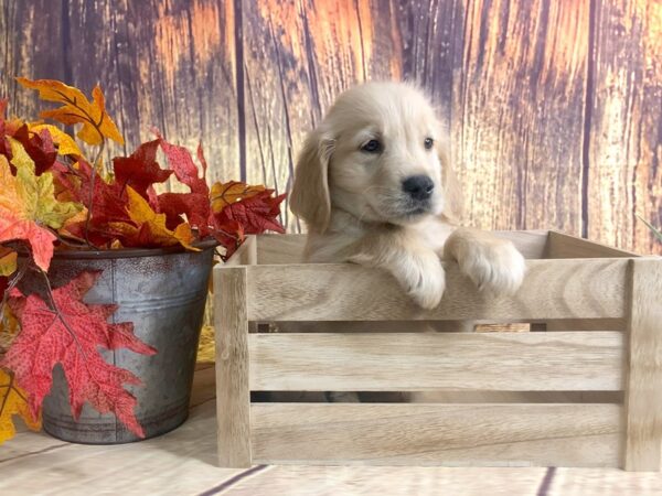 Goldendoodle DOG Male Golden 1689 Petland Lancaster, Ohio