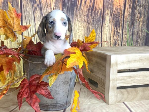 Dachshund-DOG-Female--1687-Petland Lancaster, Ohio