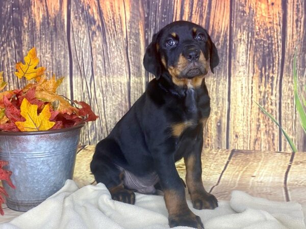 Rottweiler-DOG-Male-Tan and black-1697-Petland Lancaster, Ohio