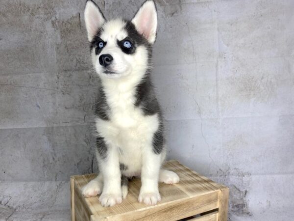 Siberian Husky DOG Female Black / White 1701 Petland Lancaster, Ohio