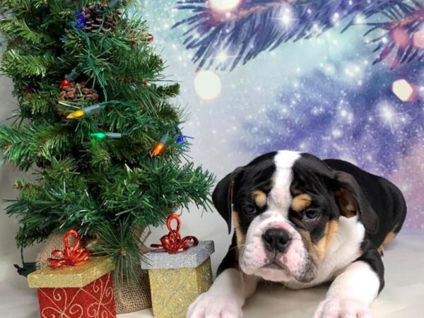 Bulldog-DOG-Male-Black-1702-Petland Lancaster, Ohio