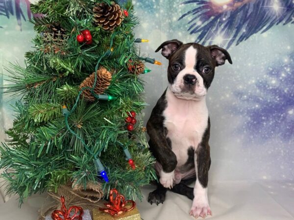 Boston Terrier DOG Male Brindle / White 1696 Petland Lancaster, Ohio