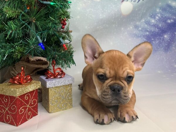 French Bulldog-DOG-Male-Fawn-1705-Petland Lancaster, Ohio
