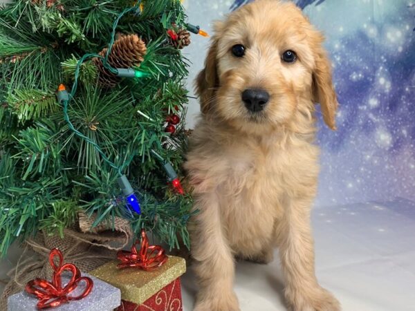 Goldendoodle DOG Female 1706 Petland Lancaster, Ohio