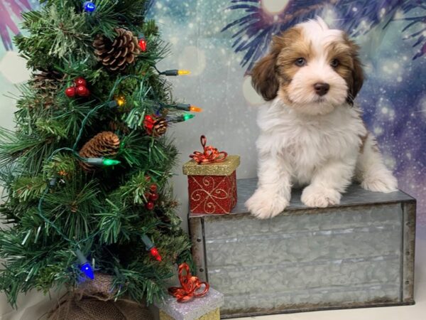 Havanese DOG Male Red / White 1700 Petland Lancaster, Ohio