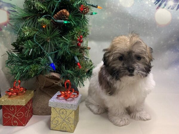 Havanese DOG Female Brwn, wht 1699 Petland Lancaster, Ohio