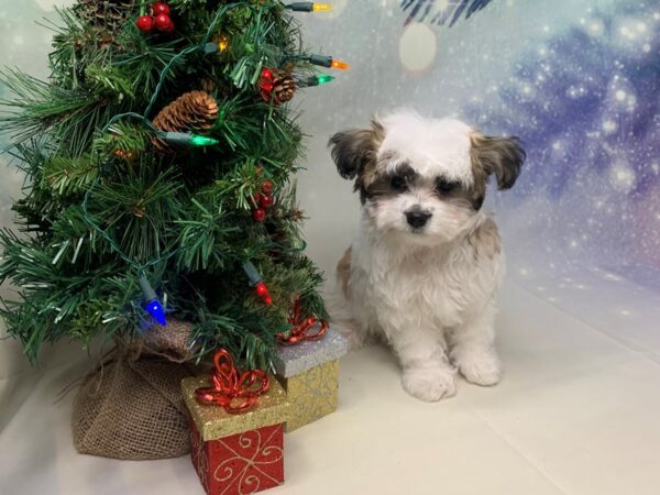 HavaPom DOG Male brwn & wht 1698 Petland Lancaster, Ohio