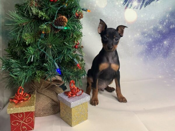 Miniature Pinscher DOG Male Black / Rust 1703 Petland Lancaster, Ohio