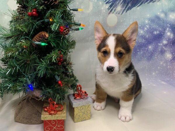 Pembroke Welsh Corgi DOG Male Black White / Tan 1694 Petland Lancaster, Ohio