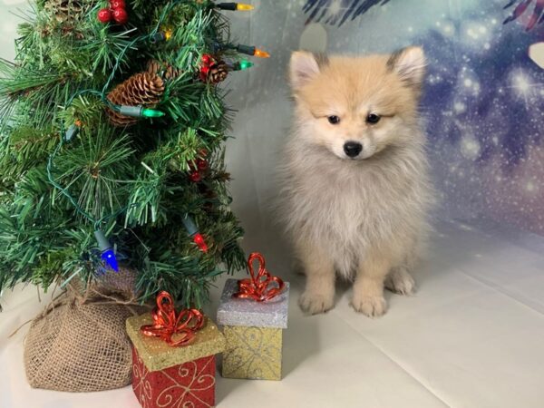 Pomeranian DOG Male Orange Sable 1695 Petland Lancaster, Ohio