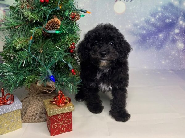 Poodle DOG Female BLK WHITE 1693 Petland Lancaster, Ohio