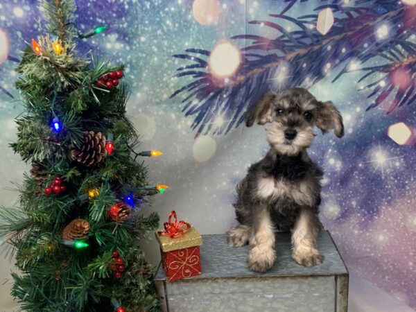 Schnoodle DOG Male Salt / Pepper 1704 Petland Lancaster, Ohio