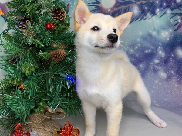 Shiba Inu-DOG-Female-Cream-1685-Petland Lancaster, Ohio