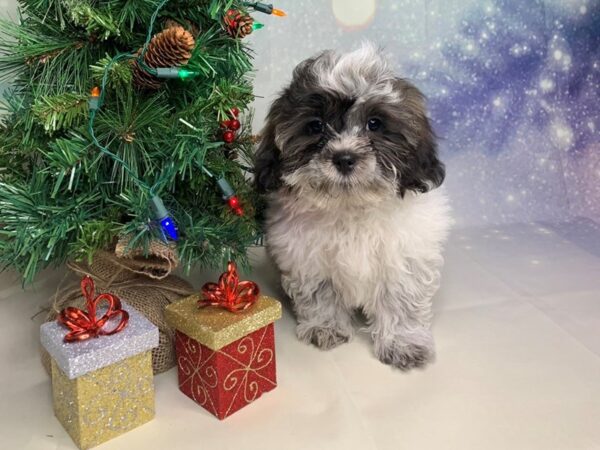 Teddy Bear-DOG-Male-BROWN WH-1692-Petland Lancaster, Ohio