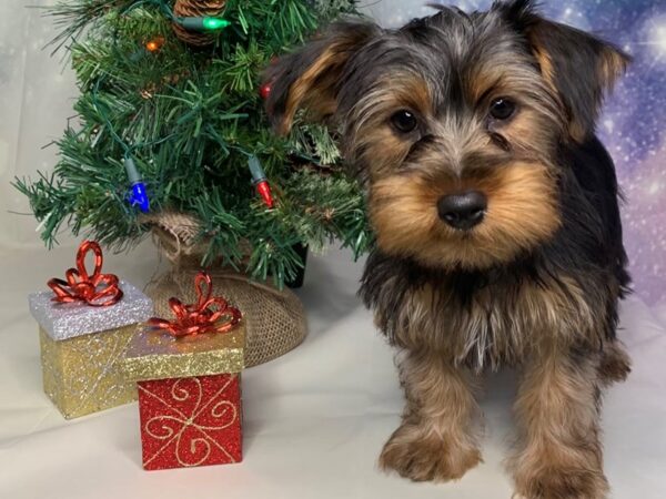 Yorkshire Terrier DOG Male Black / Tan 1681 Petland Lancaster, Ohio