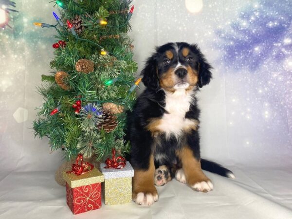 Bernese Mountain Dog-DOG-Female-Tri-1721-Petland Lancaster, Ohio